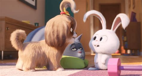 Secret Life Of Pets HD Wallpaper