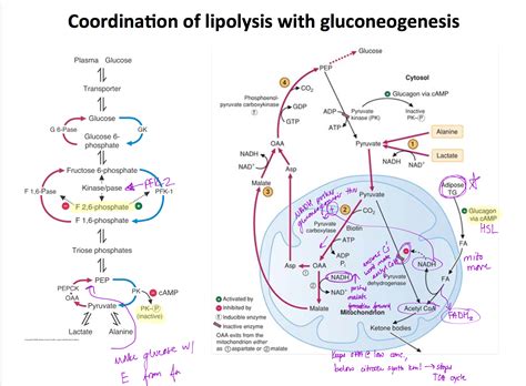 Coordination Of Lipolysis And Gluconeogenesis Biochemistry
