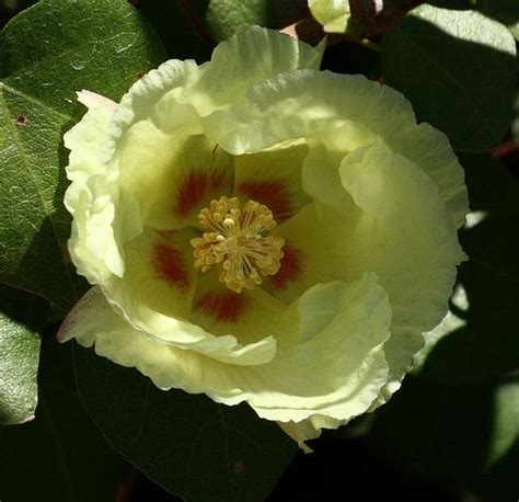 San Marcos Hibiscus Gossypium Harknessii Flower Close Up