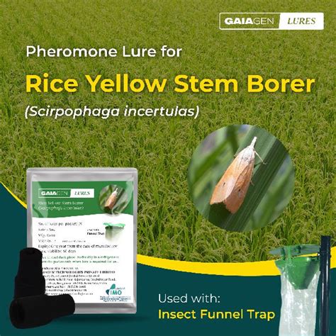 Gaiagen Rice Yellow Stem Borer Pheromone Lure At Rs 34 In Bangalore Id 6795087