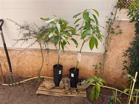 Avocatier Achat Vente En Ligne Et Plantation