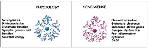 Ijms Free Full Text Role Of Senescent Astrocytes In Health And Disease