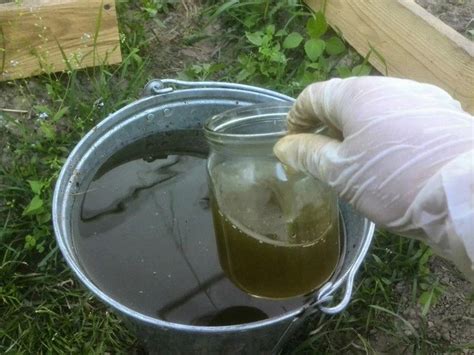 Чем подкормить капусту, чтобы получить крепкие и крупные кочаны