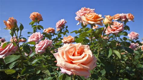 Rose Diseases Expert Tips On How To Spot And Combat Them Homes Gardens