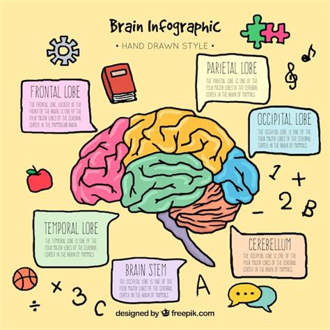 Plantilla infográfica de cerebro colorida dibujada a mano Vector Gratis