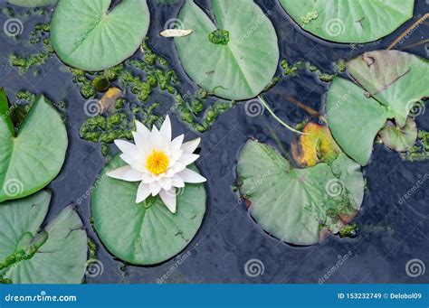 White Water Lily in the Pond of the Park, Nymphaea Alba. Stock Image ...