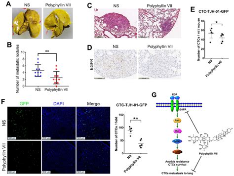 Polyphyllin Vii Inhibits Lung Metastasis Of Ctcs In Vivo A