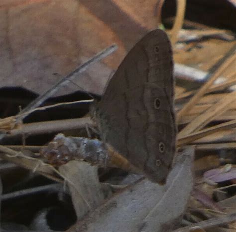 Carolina Satyr From Florida Hernando Perry Oldenburg Wildlife And