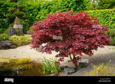 Japanischer Ahorn Acer Palmatum Bloodgood Acer Palmatum Bloodgood