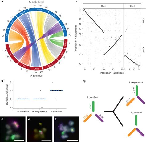 De Novo Assembly Of P Exspectatus Genome And Karyotype Analysis Download Scientific Diagram