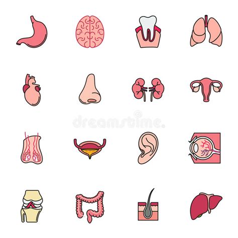 Iconos Internos De Los órganos Humanos Fijados Stock De Ilustración Ilustración De Médico