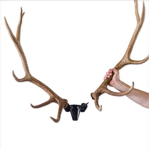 Elk Antlers Mounted