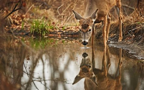 Premium Photo Deer Cautiously Approaching A Watering Hole