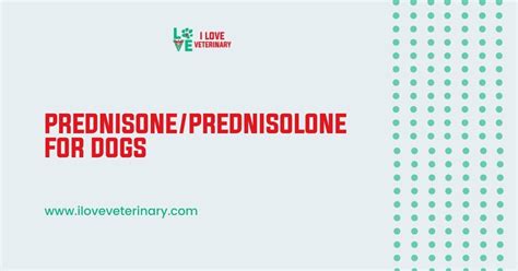 Prednisolone And Prednisone For Dogs - I Love Veterinary