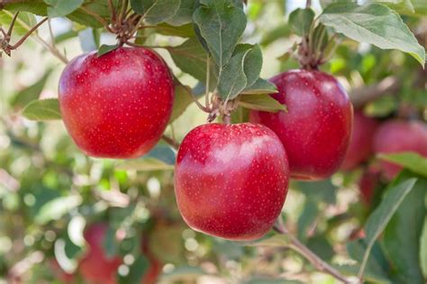 Flash Gala Apples From Rsa To Reach Far East