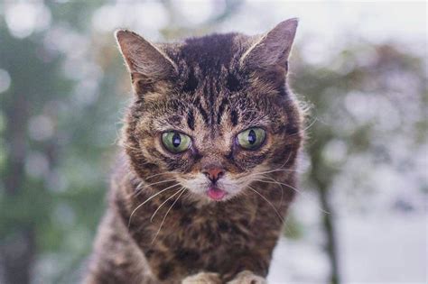 Les 50 Plus Beaux Chats Du Monde En Photos