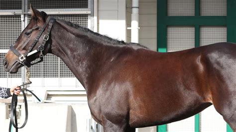 【東京新聞杯予想】マスクトディーヴァほか有力馬の馬体をチェック！ 競馬コラム Netkeiba