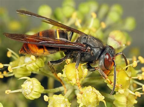 Aziatische Hoornaar Vespa Velutina Waarneming Nl