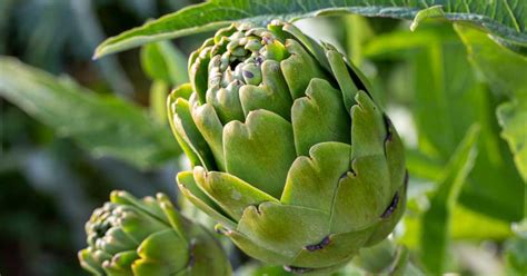 Artichokes Archives Luv2garden