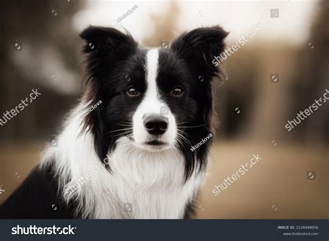 Border Collie Show Dog Images Browse 1717 Stock Photos And Vectors Free