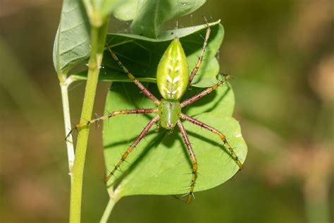 Ara A Lince Verde Peucetia Viridans Picture Insect