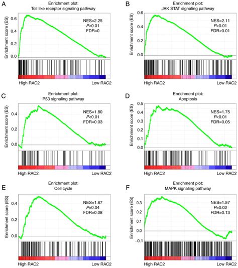 RAC2 Acts As A Prognostic Biomarker And Promotes The Progression Of