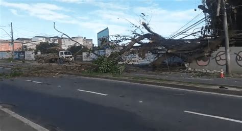 Queda De Rvore Interrompe Dois Sentidos Da Avenida Norte Sul Es Hoje