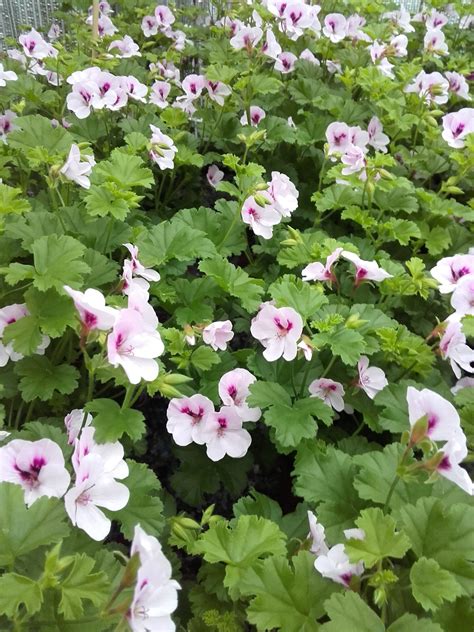 Pelargonium Crispum Mosquitaway Lizzy Duft Pelargonie Fuchsiahaven