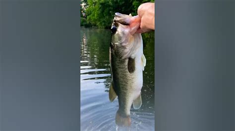 Big Largemouth Caught On Wacky Rig Bassfishing Bucketmouth Wackyrig