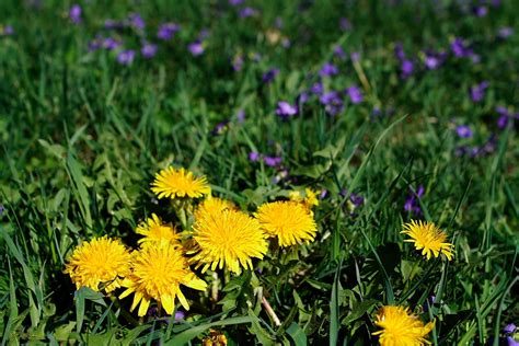 Filedandelion Flower West Virginia Forestwander Wikimedia