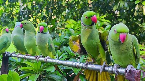 Parrot Talking Voice Parrot Sounds Ringneck Talking Parrot Youtube