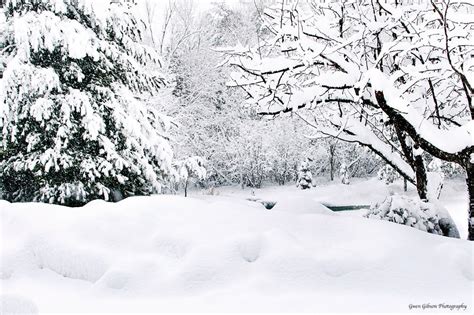 Snow Covered Trees, Snowy Landscape, Snow Forest Print, Winter Snow Scene, Pine and Apple Trees ...