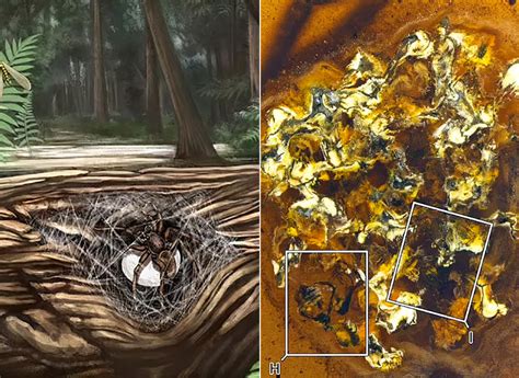 99 Million Year Old Spider Protecting Her Eggs Discovered Fossilized In Amber Techeblog