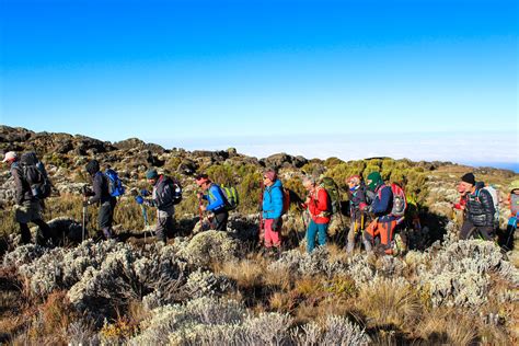 8 Days Northern Circuit Route Tanzania Joy Tours I Kilimanjaro Climb