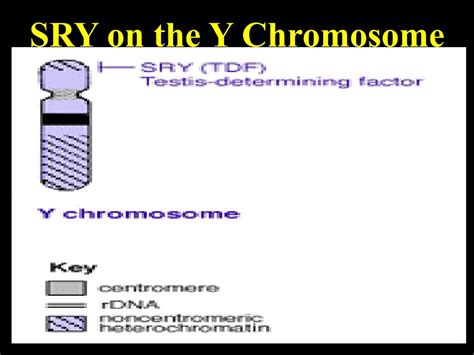 Ppt Sex Chromosomes And Nondisjunction Diseases Powerpoint