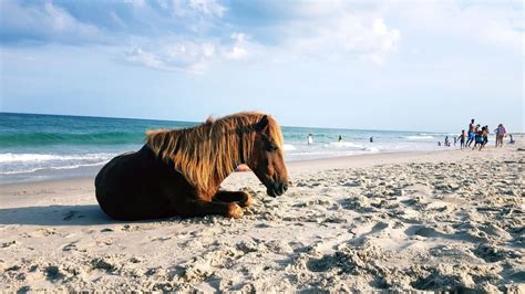 Assateague State Park 245 Photos And 81 Reviews Parks 7307 Stephen Decatur Hwy Berlin Md