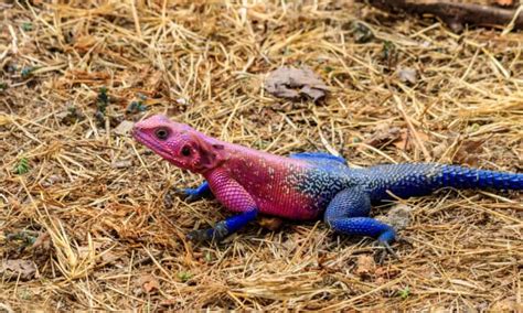 Rainbow Lizard Whats The Most Colorful Lizard In The World A Z Animals