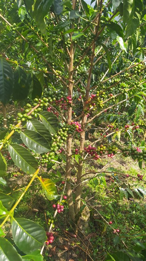 Proveedor De Productos Y Servicios Para El Cultivo De Cafe Especial