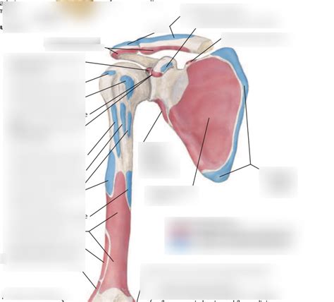 Origins And Attachments Of Pectoral Scapular And Rotator Cuff Muscles