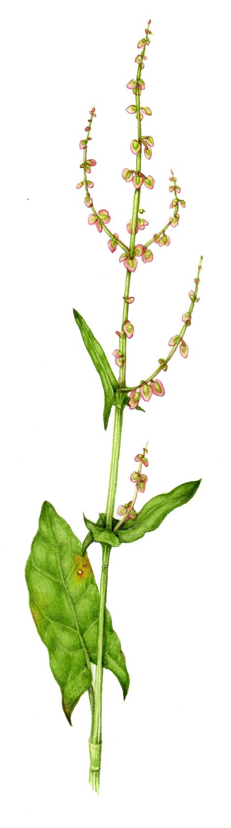 Common Sorrel Rumex Acetosa Lizzie Harper