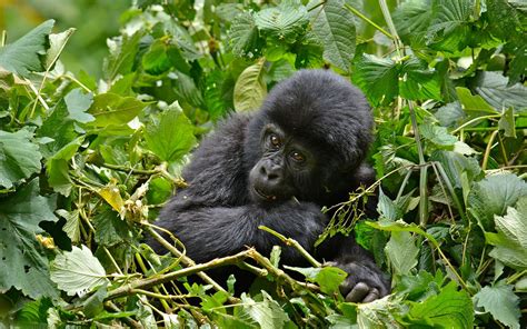 Gorilla Trekking in Bwindi vs Volcanoes National Park | Rwanda Safari Tour