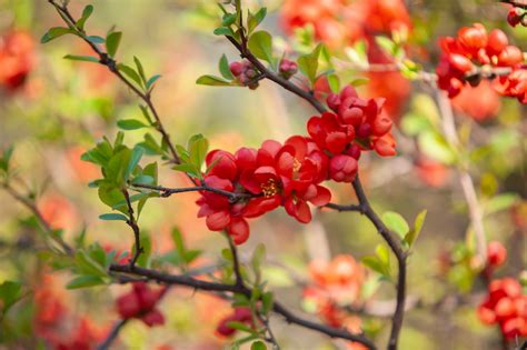 11 Great Flowering Shrubs For Sunny Locations