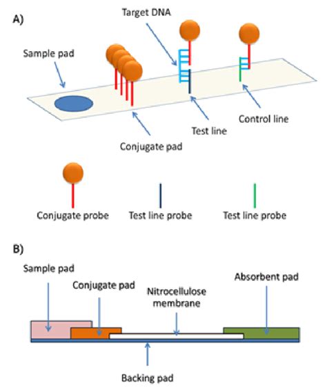 Lateral Flow Assays Principles Designs And Labels Specially E Journal