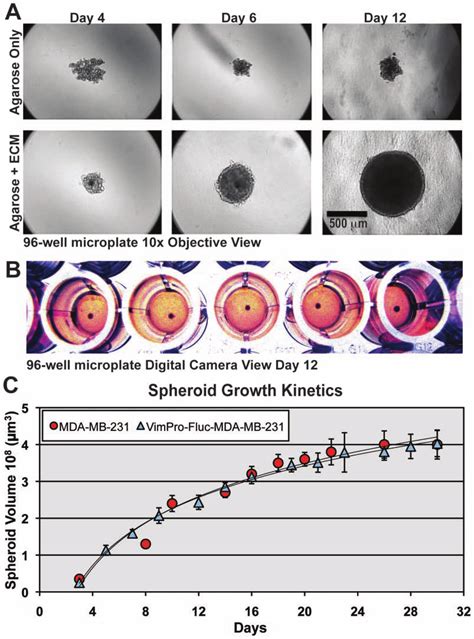 Mda Mb 231 Spheroid Culture Methodology Suitable For High Throughput