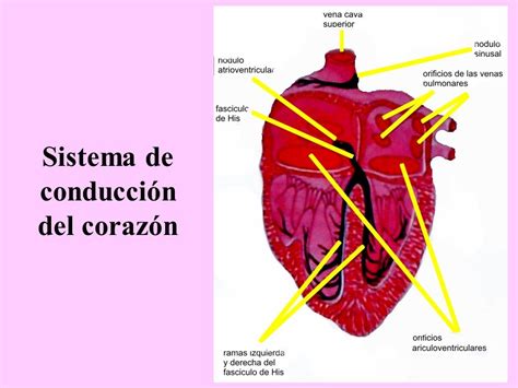 Sistema de conducción del corazón ppt video online descargar