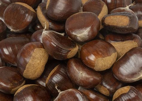 Chestnuts Large Fresh – Product of Washington State USA – Buy Fresh