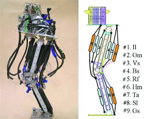 A Jumping Robot With Anthropomorphic Muscular Skeleton Structure