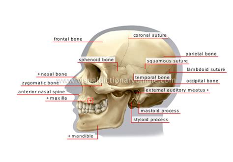 Human Being Anatomy Skeleton Lateral View Of Skull Image