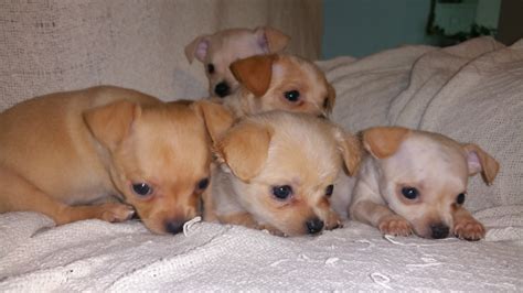 Chihuahua Puppies For Sale Longview Wa 202354