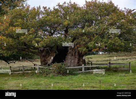 Queen Elizabeth Oak Cowdray Park Hi Res Stock Photography And Images